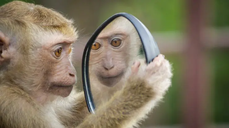 los animales reconocen el espejo