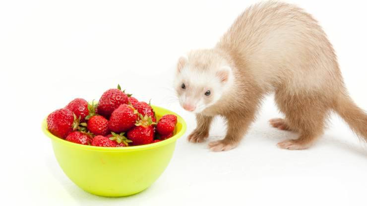 el hurón puede comer fresas