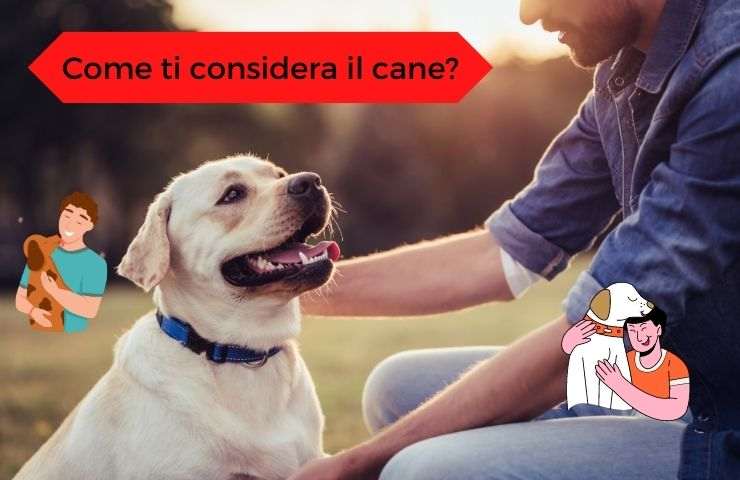 Perro mira al hombre