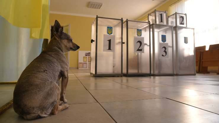 puedes ir a votar con el perro