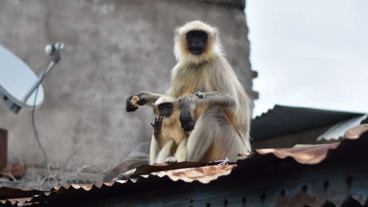 algunos primates cambian de color a medida que crecen