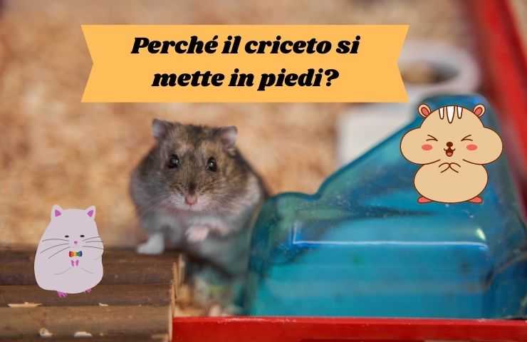 hámster de pie