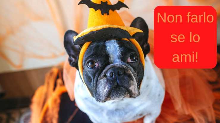 ¿Por qué no disfrazar a los perros en Halloween?