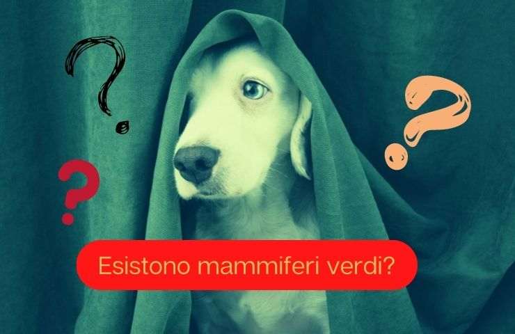 Perro bajo la carpa verde