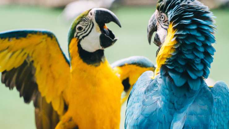 por que pelean los loros