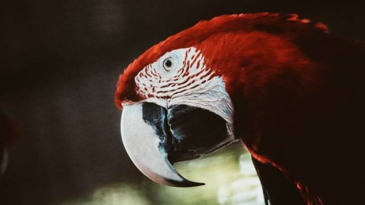 loro tiembla