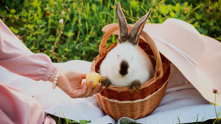 el conejo puede comer el durazno