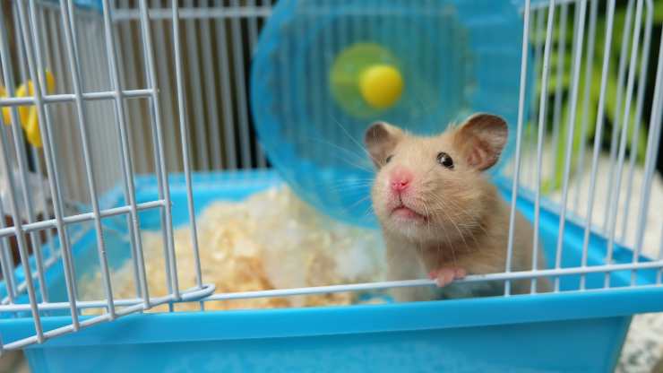 el hamster puede comer coliflor