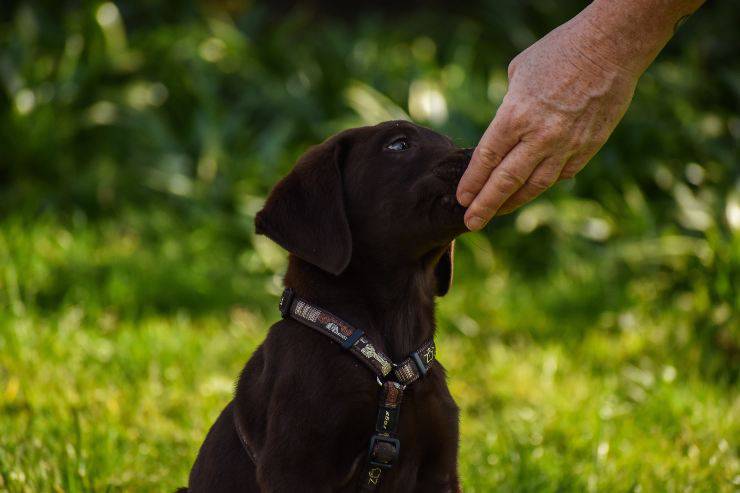 El perro puede comer coles de Bruselas. El perro puede comer coles de Bruselas.