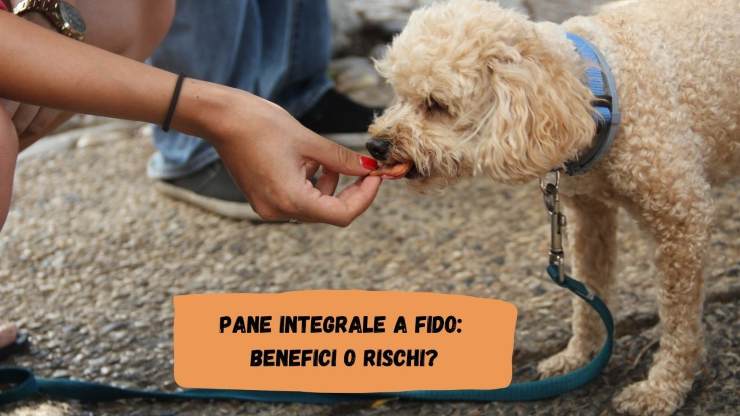 El perro puede comer pan integral. El perro puede comer pan integral.
