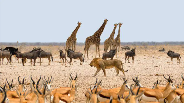 Los animales resisten el clima extremo