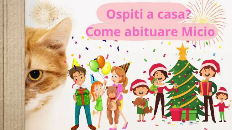 Al gato no le gustan los extraños.