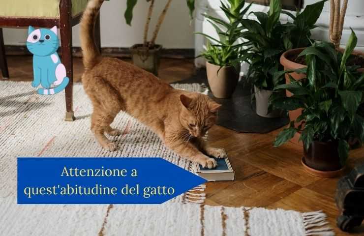 gato come hierba