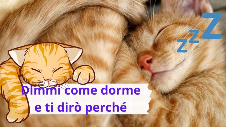 El gato duerme así.