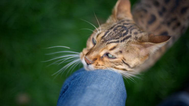 patas de gato