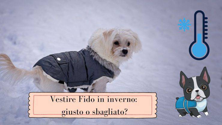 Vestir al perro en invierno Vestir al perro en invierno