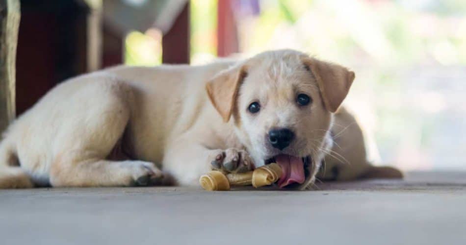 porque mi perro llora con un juguete en la boca