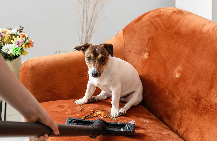 Higiene de objetos Fido