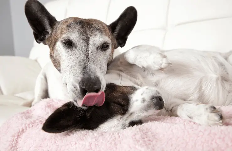 perro de limpieza