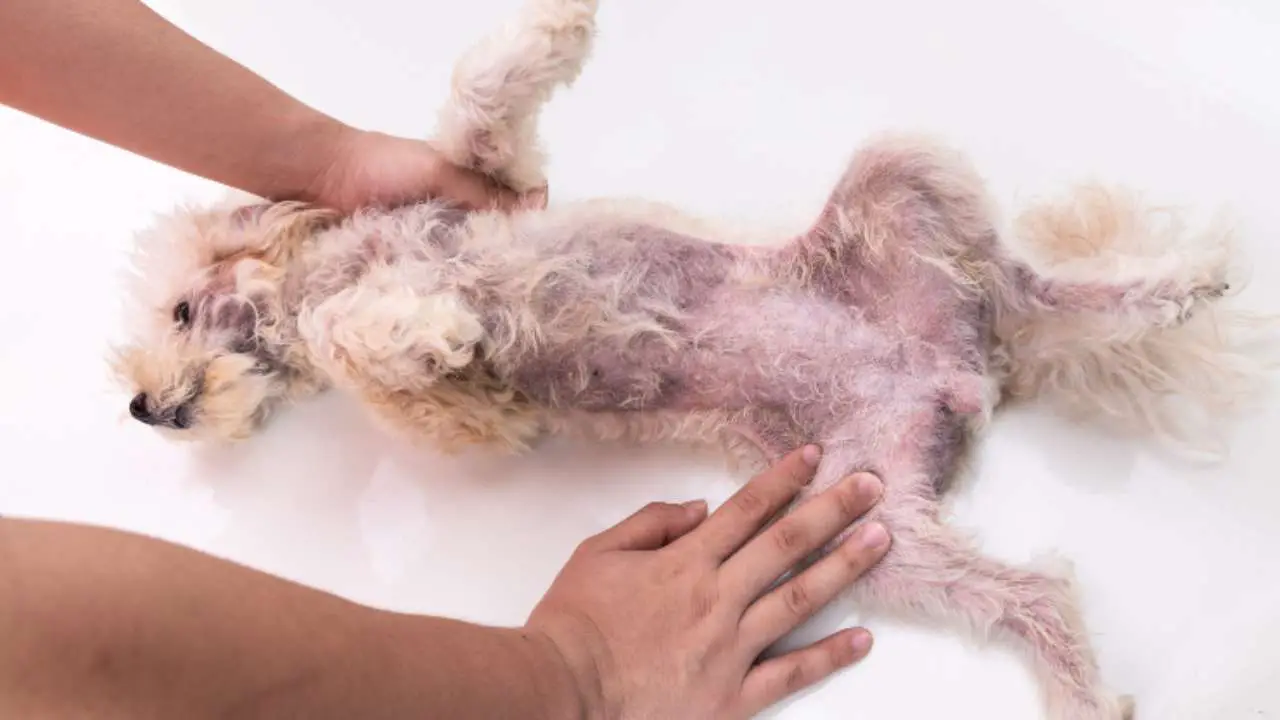 Manchas Rojas En El Vientre Del Perro Causas Y S ntomas Asociados manchas-rojas-en-el-vientre-del-perro-causas-y-s-ntomas-asociados