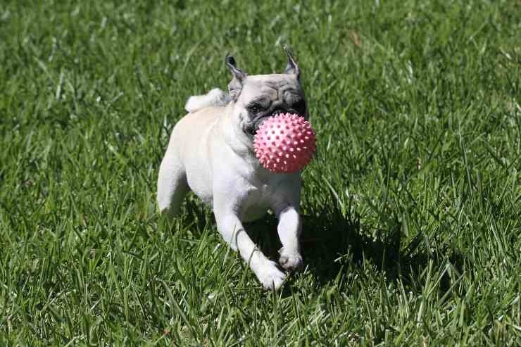 Perrita juega con la pelota