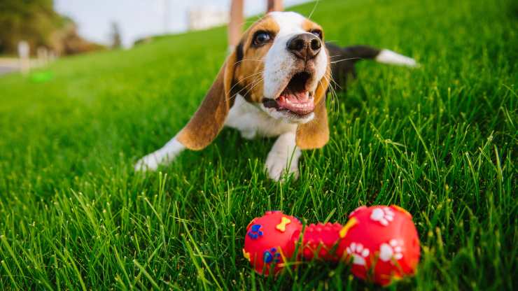 Enséñale al perro cuando termine el juego.