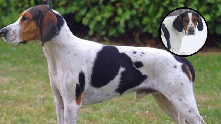 Adopta un Haldenstovare