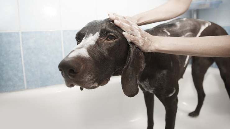 al perro no le gusta la hora del baño