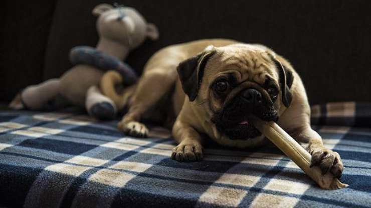 masticar perro