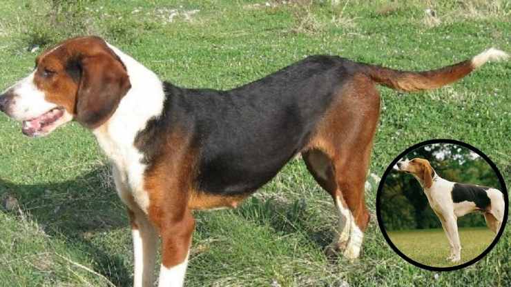 Adopta un tricolor francés