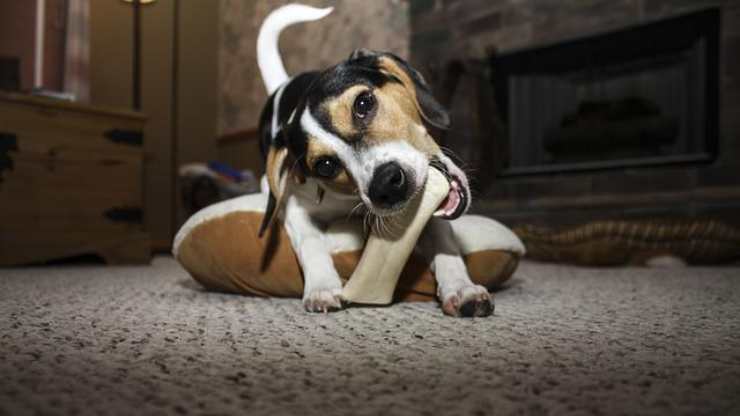 perro mastica hueso