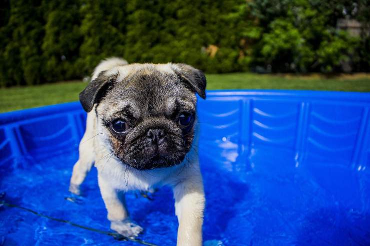 Pelosi y piscinas