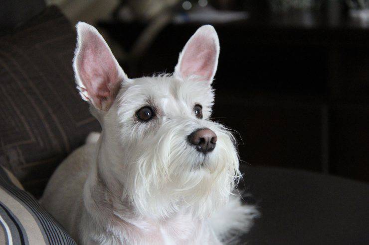 Fido no quiere ser cepillado