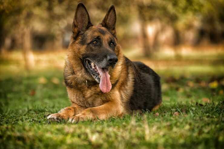 pastor alemán acostado en la hierba Reemplazar el microchip del perro perdido es lavado de dinero