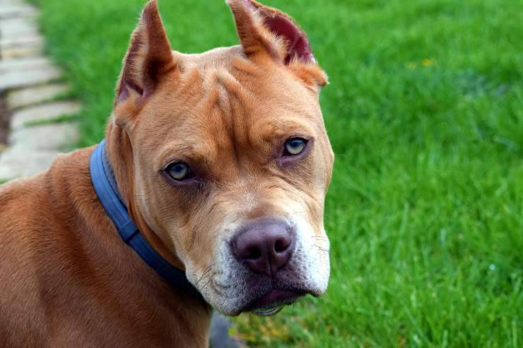 Perrita afuera de la casa