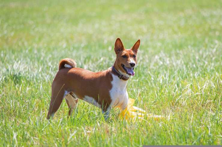 Razas de perros que quieren salir a menudo