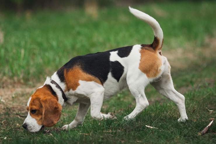 Fido explora la zona.