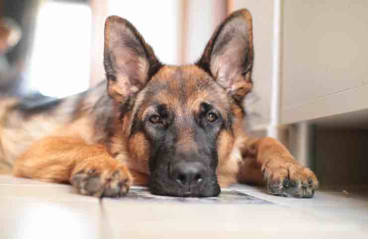 Perro envenenado afortunado