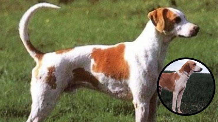 ¿Con quién se lleva el francés naranja y blanco? Razas compatibles con Frenchie blanco y naranja.