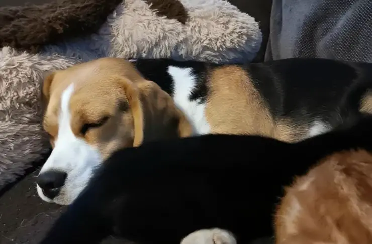 perrito margarita gatitos cachorros