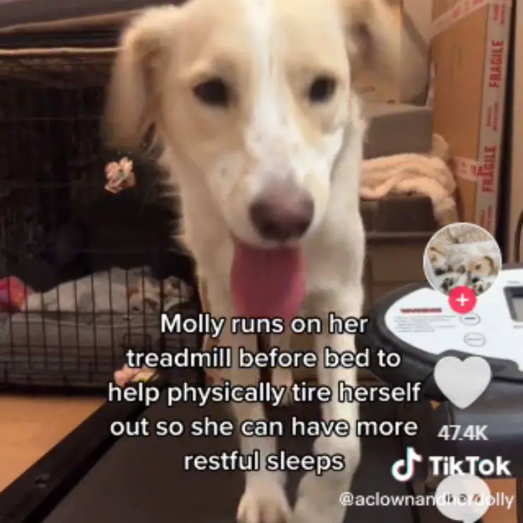 cagnolina Molly tapis roulant
