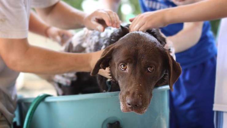 baño para perros