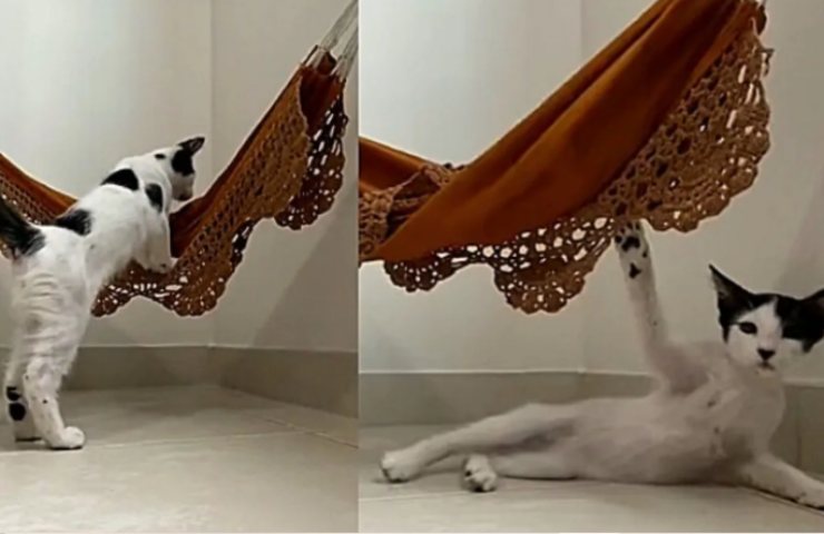 video de la hamaca del gato cachorro