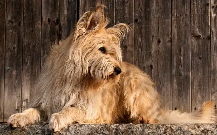 perro pastor picardía