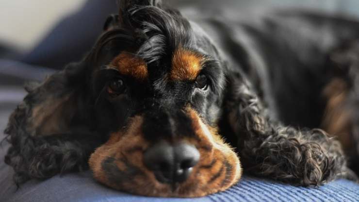 Cocker