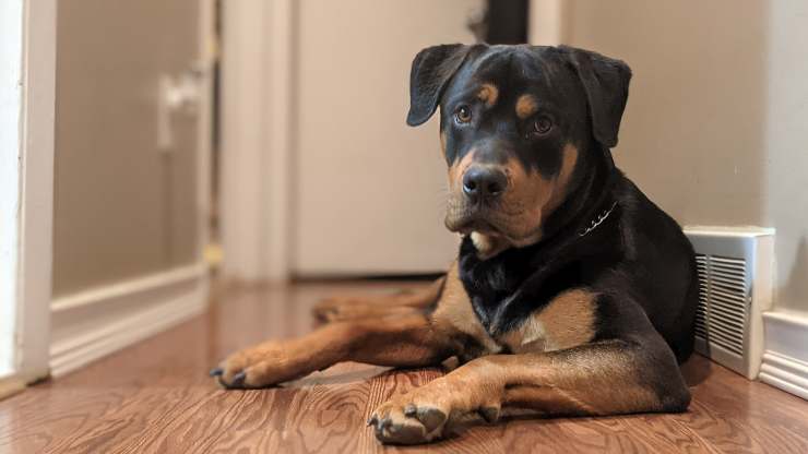 rottweiler
