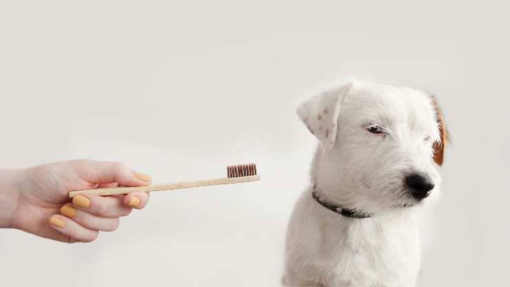 acostumbra a tu perro a que le cepillen los dientes