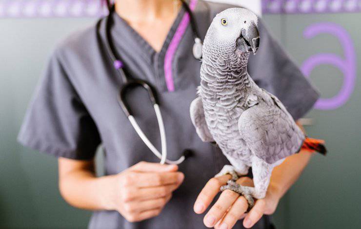 loro