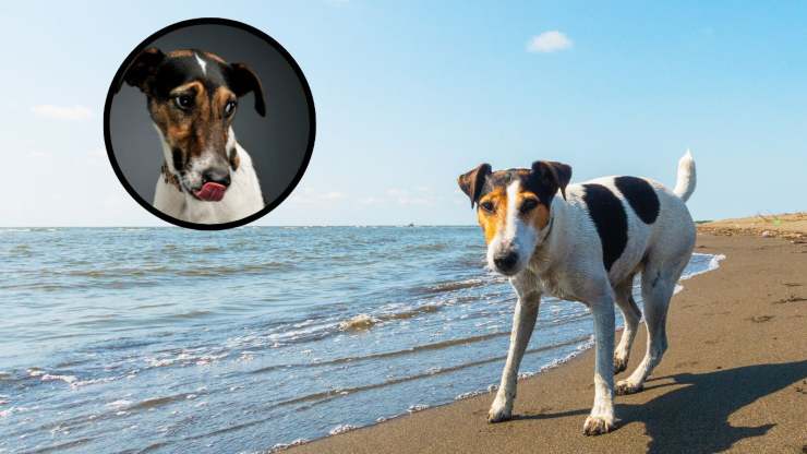 Alimentación del Fox Terrier