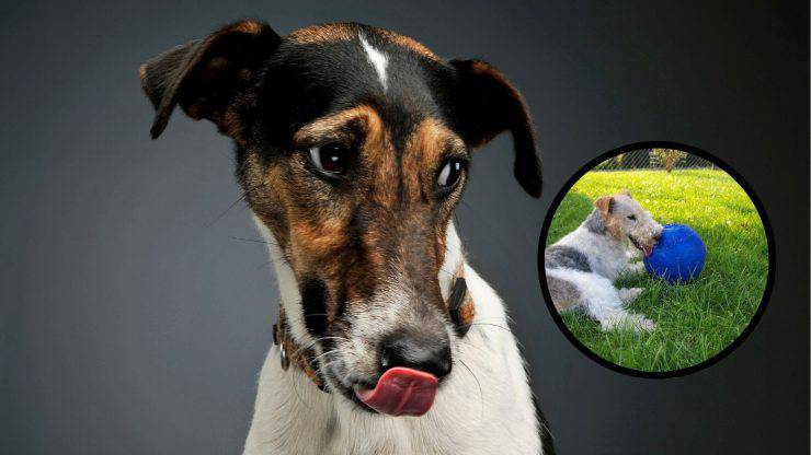 Qué significa tener un Fox Terrier en casa Adopta un foxterrier